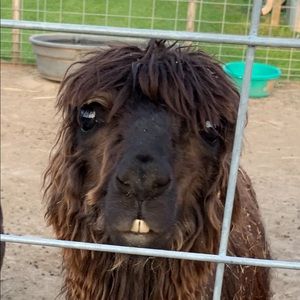 Meet your Posher, Cecilia